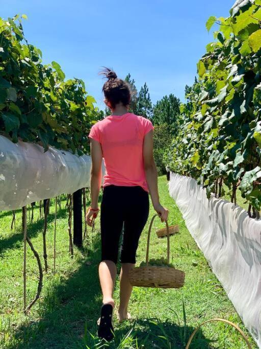 Vila Quarto Dos Vinhos São Roque Exteriér fotografie