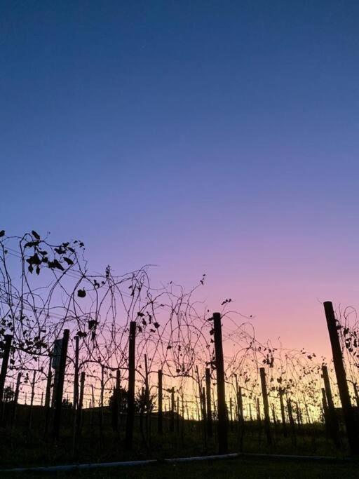 Vila Quarto Dos Vinhos São Roque Exteriér fotografie